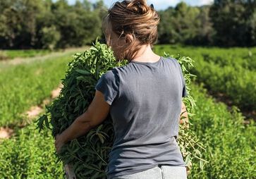 Récolte de la Verveine