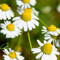 Chamomile Featured Ingredient - L'Occitane