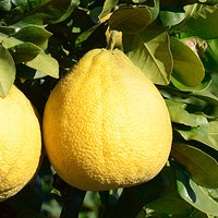 Corsican_pomelo Featured Ingredient - L'Occitane