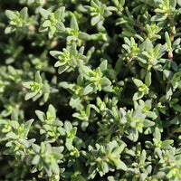 Thyme Featured Ingredient - L'Occitane